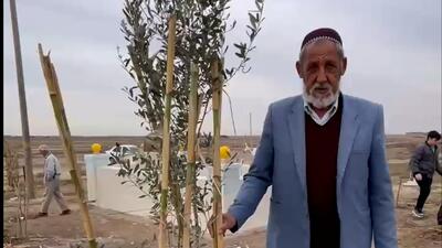اولین درخت کاشته شده در مزار زنده یاد صابر کاظمی
