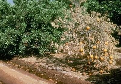  خطر سرمازدگی مرکبات در جنوب کرمان