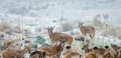افزایش احتمال نزدیک شدن حیات‌ وحش به مناطق مسکونی