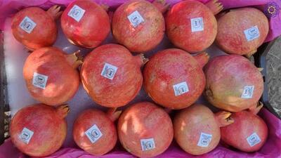  توزیع میوه رایگان بین نیازمندان البرز