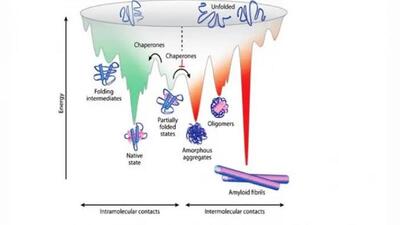 کشف مکانیسم بیماری‌زایی جهش‌های ژنتیکی در پروتئین آلفا B-کریستالین
