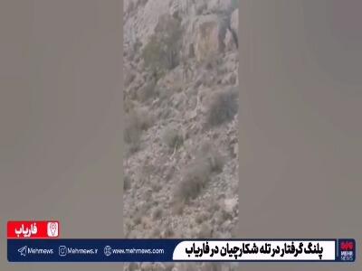 گرفتار شده یک قلاده پلنگ در تله شکارچیان