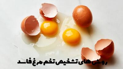  روش های تشخیص تخم مرغ فاسد | از کجا بفهمم تخم مرغ خراب شده؟