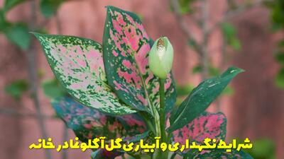  شرایط نگهداری و نحوه آبیاری گل آگلونما در خانه + نکات مهمی که باید بدانید