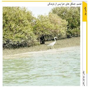 قشم، جنگل های حرا پس از بارندگی /عکس