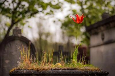  «تئوری تشییع جنازه» چیست و چرا برای خوشبختی توصیه می‌شود؟