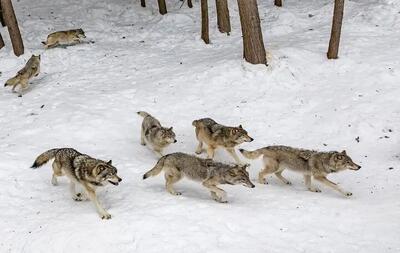  خطر نزدیک شدن حیوانات وحشی به مناطق مسکونی