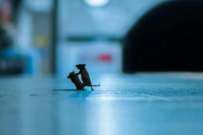  نبرد دو موش بر سر تکه نان در متروی نیویورک (فیلم)