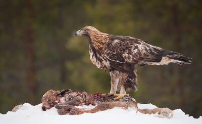  تصاویری از عقاب طلایی در ارتفاعات برفی البرز (فیلم)