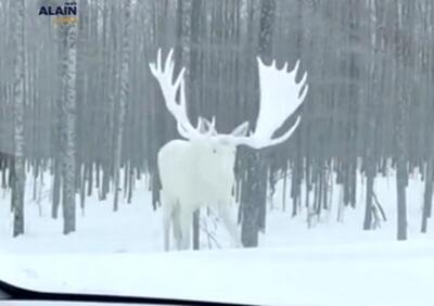 یک گوزن سفید نادر شکار دوربین‌ها شد