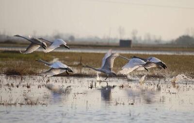  دمی حال خوش برای مازندران؛ قطعه کوک سرخرود با سمفونی مهاجران