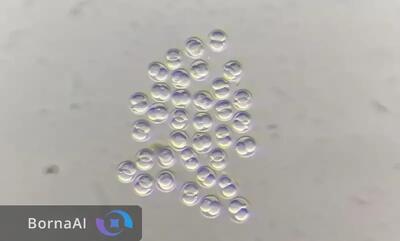  دی‌ان‌ای ویروسی باستانی چگونه رشد اولیه جنین را هدایت می‌کند؟