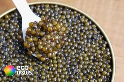  خاویار ایرانی همچنان پرطرفدار در بازارهای جهانی - اکونیوز