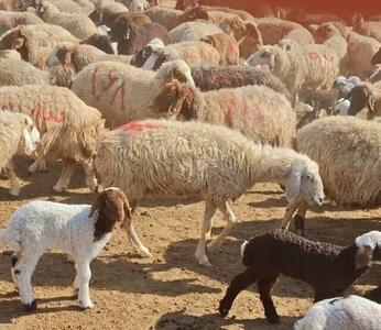 دام زنده روی مرز قیمت تمام‌شده / خطر خروج سرمایه از تولید شدت گرفت