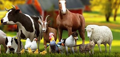 گوشت مرغ سلطان بازار شد/ سهم ۹۷ درصدی از کل طیور رسمی!