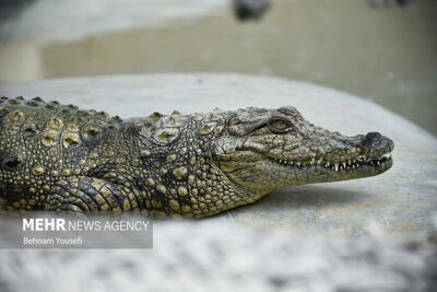هشدار فوری محیط زیست سیستان‌وبلوچستان