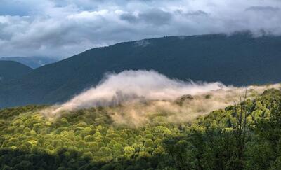 منابع طبیعی: درختان خشک جنگل‌های هیرکانی، حاصل روند طبیعی حیات هستند و نباید ضایعات تلقی شوند/ این درختان گاهی حتی ارزشمندتر از درختان سالم هستند و برداشتن آن‌ها، فقط در شرایط ضروری و با مجوز، امکان‌پذیر است