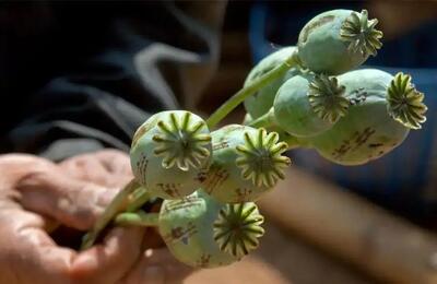 ماجرای شربت تریاک دست‌ساز چیست؟