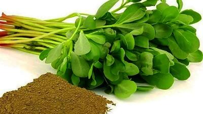 کشف گیاهی مؤثر در کاهش اختلالات رشد و اوتیسم در کودکان