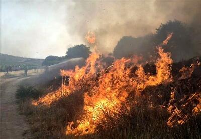 توضیحات رئیس کمیته منابع طبیعی مجلس درباره آتش‌سوزی‌های اخیر جنگل‌ها + ویدئو