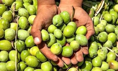  برداشت ۸۵ درصدی محصول زیتون از باغ‌های جنوب گیلان