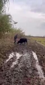  روزگار متفاوت قهرمان ایرانی دور از تشک کشتی + فیلم