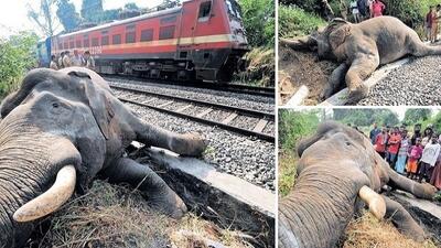 تصادف قطار با گله فیل‌ها