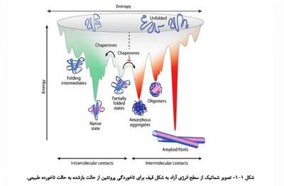 کشف مکانیسم بیماری‌زایی جهش‌های ژنتیکی در پروتئین آلفا B-کریستالین