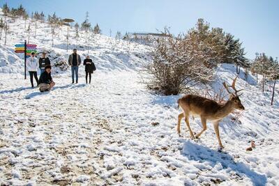 احتمال نزدیک شدن حیات‌وحش به مناطق مسکونی با سرد شدن هوا/ به حیوانات خودسرانه غذا ندهید