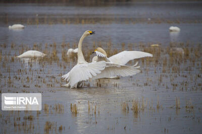  نخستین گروه قوها و غازهای مهاجر برای زمستان‌گذرانی وارد تالاب‌های گیلان شدند