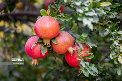 ثبت ۱۰ رقم تجاری انار برای افزایش بهره‌ وری باغات