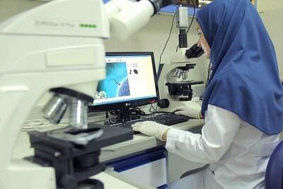 سهم ۹۰ درصدی مردان از جشنواره پژوهش ۱۴۰۴/ فقط یک درصد پژوهشگران رشته دامپزشکی برگزیده شدند