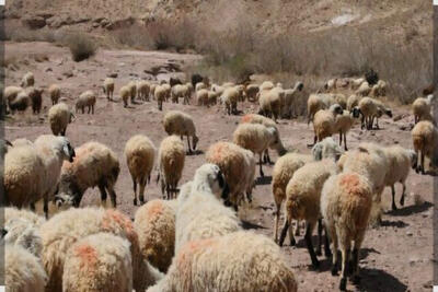 نوسان قیمت دام ادامه دارد