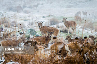 هشدار درباره احتمال نزدیک شدن حیات‌ وحش به مناطق مسکونی