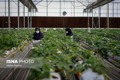  زنجیره ارزش صنعت گلخانه‌ای تیران نیازمند راهبری و حمایت
