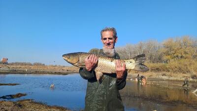  آغاز برداشت ماهیان گرمابی در پارس‌آباد