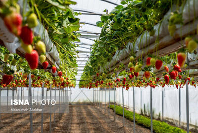  مدیرباغبانی کرمانشاه: امسال توسعه ۱۲۰ هکتاری گلخانه‌ها را هدف‌گذاری کرده‌ایم