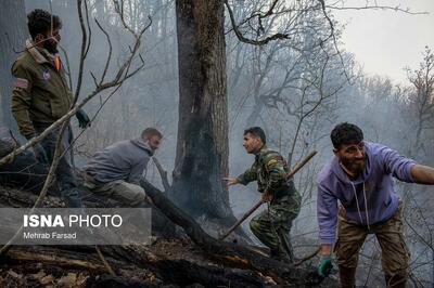 چالش‌های مدیریت بازمانده‌ای از عصر یخبندان؛ برداشت درختان شکسته و افتاده آری یا نه؟