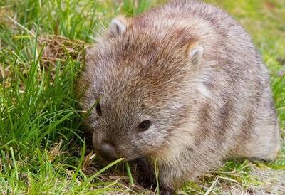  این جانور از مدفوع خود برای دوست‌یابی استفاده می‌کند!