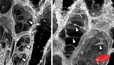  اسرار یکی از بزرگ‌ترین رازهای تکامل گیاهان با کشف فسیلی ۴۰۰ میلیون‌ساله - کلبه سرگرمی