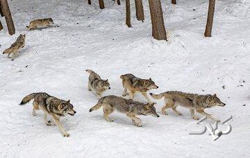 هشدار، خطر نزدیک شدن حیوانات وحشی به مناطق مسکونی/ ماجرا چیست؟ - مجله اینترنتی کولاک