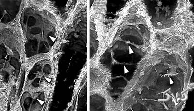 اسرار یکی از بزرگ‌ترین رازهای تکامل گیاهان با کشف فسیلی ۴۰۰ میلیون‌ساله - مجله اینترنتی کولاک