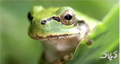 باکتری روده قورباغه، موثر در از بین بردن تومورهای سرطانی موش‌ها! - مجله اینترنتی کولاک