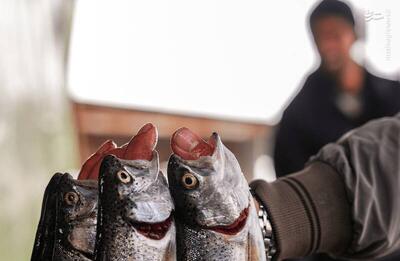 عکس/ برداشت شب یلدایی ماهی قزل‌آلا