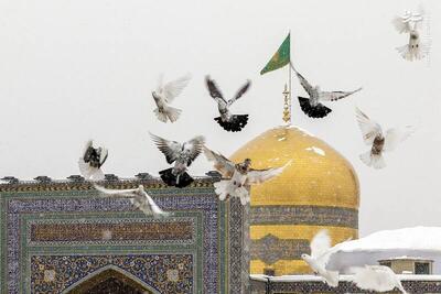 عکس/ چهره برفی حرم امام رضا(ع)