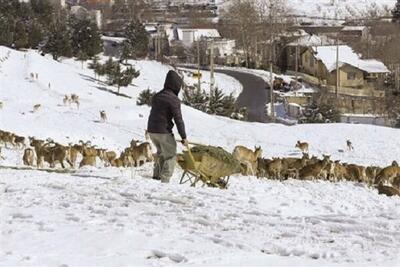 هشدار درباره نزدیک شدن حیات‌وحش به مناطق مسکونی با سرد شدن هوا