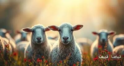 پیش بینی قیمت دام زنده در سال 1404؛ آیا خبر خوشی در راه است؟ | پیش بینی قیمت دام زنده در سال 1404 + جدول قیمت