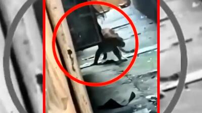  فیلم زخمی شدن ۷ نفر توسط پلنگ در هند