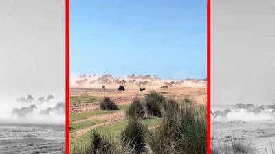  فیلم اسب های آزاد در دل پارک ملی بوجاق