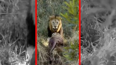  فیلم درگیری خونین و شدید بین شیرها